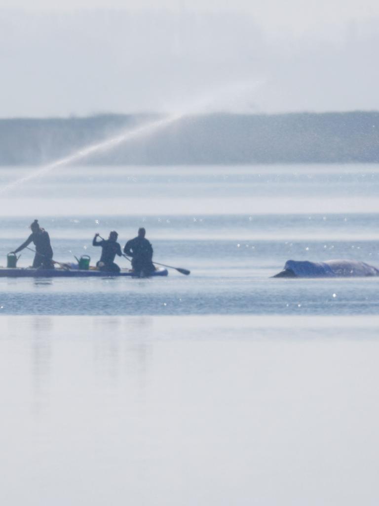 Retter bespritzen den Buckelwal vor der Insel Poel mit Wasser. Für den bei Wismar gestrandeten Buckelwal soll der neue Rettungsversuch heute beginnen. Umgesetzt werden soll das Konzept von einer privaten Initiative.
