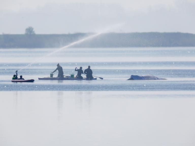 Retter bespritzen den Buckelwal vor der Insel Poel mit Wasser. Für den bei Wismar gestrandeten Buckelwal soll der neue Rettungsversuch heute beginnen. Umgesetzt werden soll das Konzept von einer privaten Initiative.