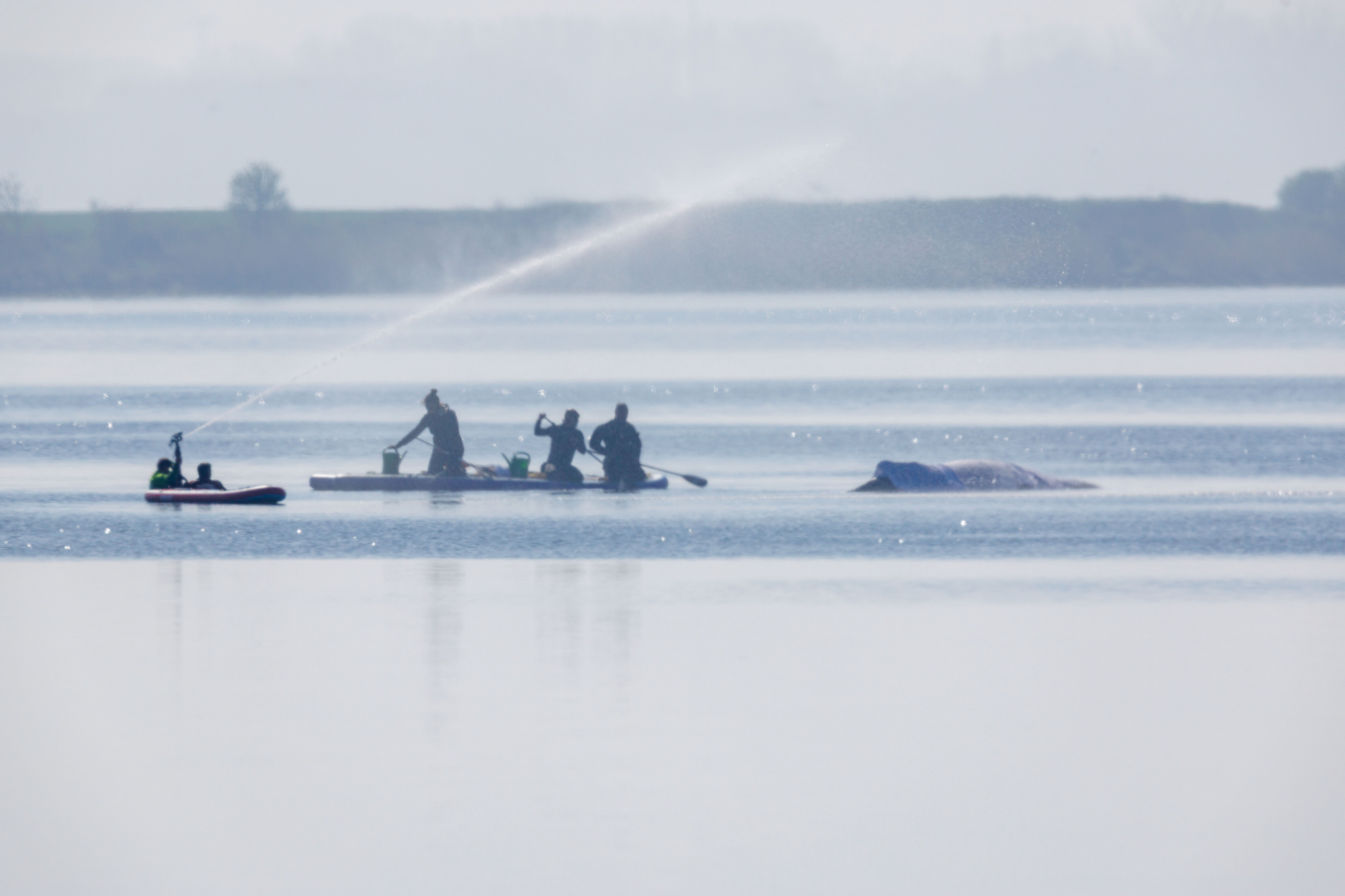 Retter bespritzen den Buckelwal vor der Insel Poel mit Wasser. Für den bei Wismar gestrandeten Buckelwal soll der neue Rettungsversuch heute beginnen. Umgesetzt werden soll das Konzept von einer privaten Initiative.