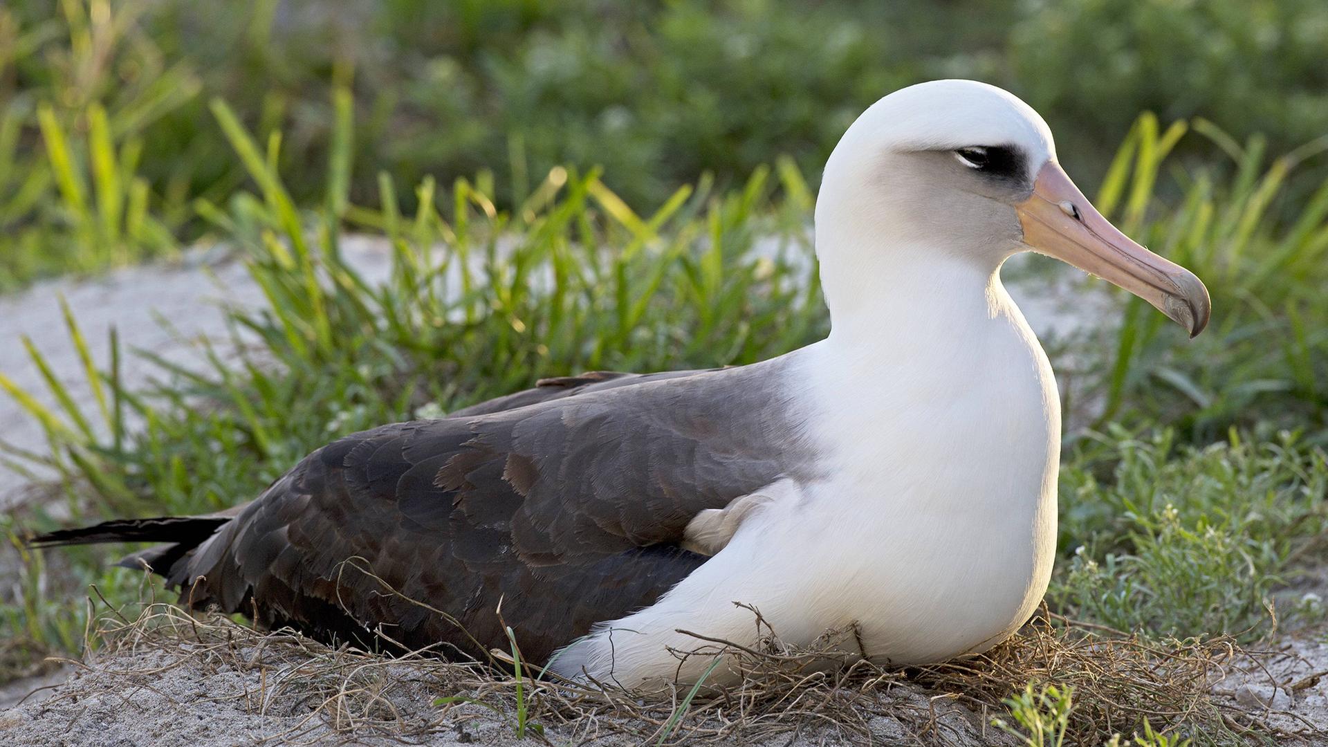 Das Foto zeigt Wisdom im Jahr 2014. Das Albatros-weibchen sitzt am Boden und hat die Augen halb geschlossen.