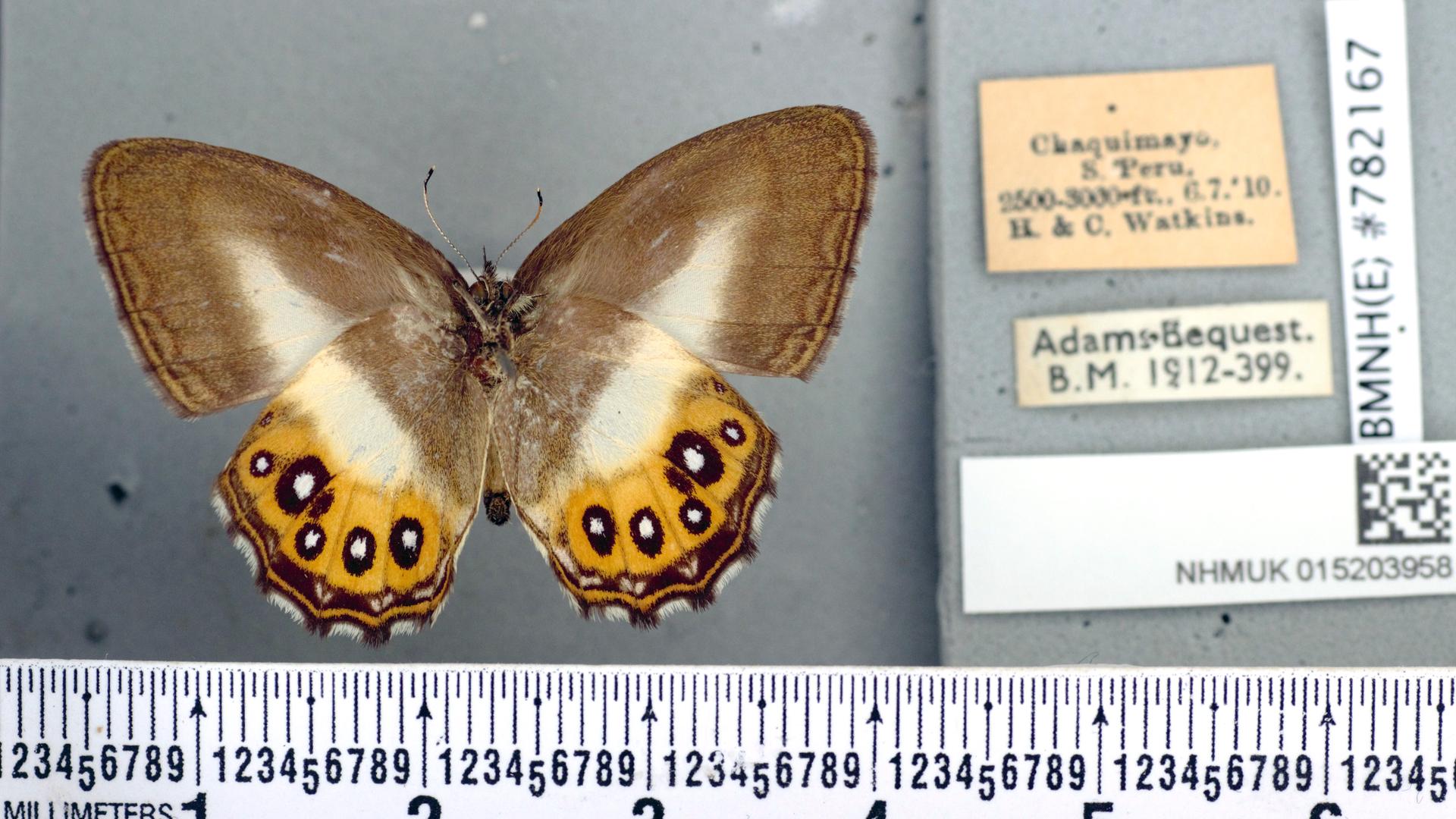 Der Schmetterling liegt auf einer grauen Fläche. Er hat braune Flügel mit hellen Stellen und schwarze Punkte auf einem gelben Untergrund. Rings um den Schmetterling liegen Karten mit wissenschaftlichen Angaben. Der Schmetterling liegt auf einer grauen Fläche. Er hat braune Flügel mit hellen Stellen und schwarze Punkte auf einem gelben Untergrund. Rings um den Schmetterling liegen Karten mit wissenschaftlichen Angaben.