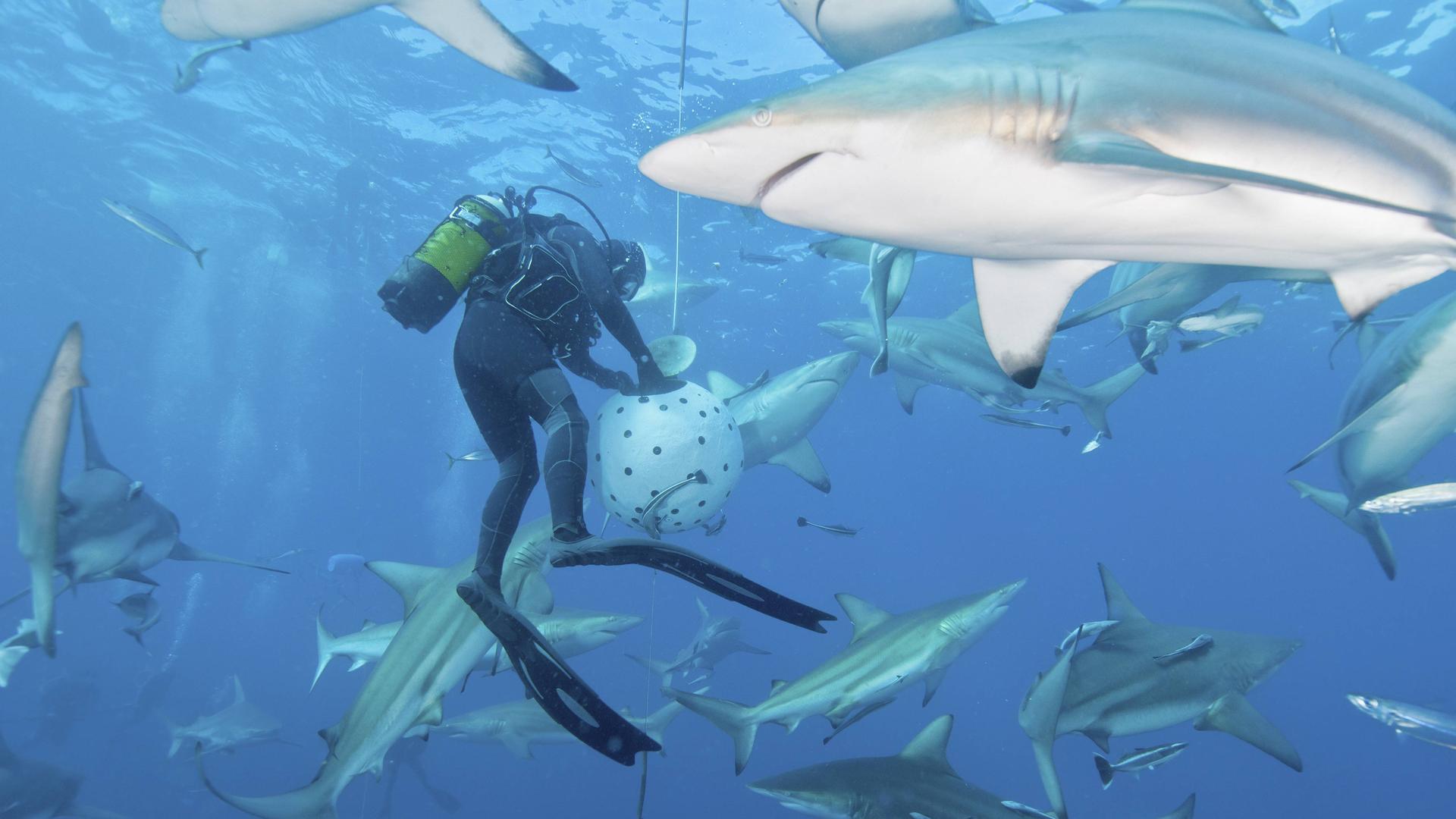 Mehrere Ozeanische Schwarzspitzenhaie zwischen einem Fischschwarm und einem Taucher vor der Küste von KwaZulu-Natal, Südafrika.