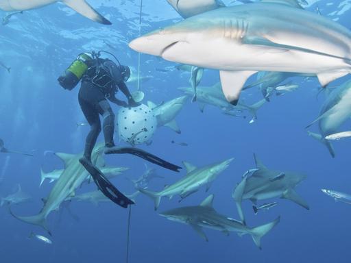 Mehrere Ozeanische Schwarzspitzenhaie zwischen einem Fischschwarm und einem Taucher vor der Küste von KwaZulu-Natal, Südafrika.