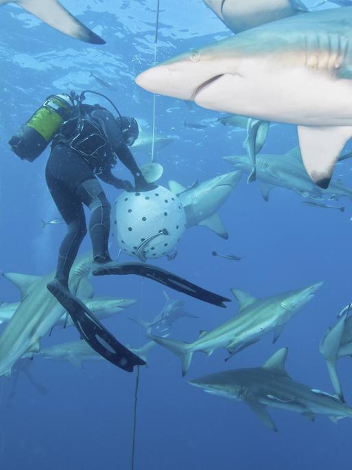 Mehrere Ozeanische Schwarzspitzenhaie zwischen einem Fischschwarm und einem Taucher vor der Küste von KwaZulu-Natal, Südafrika.