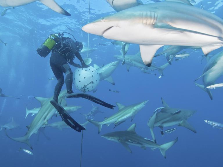 Mehrere Ozeanische Schwarzspitzenhaie zwischen einem Fischschwarm und einem Taucher vor der Küste von KwaZulu-Natal, Südafrika.