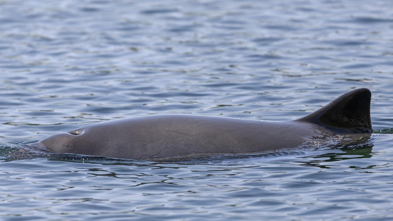 Die Finne und das Blasloch eines Schweinswals ragen aus dem Wasser