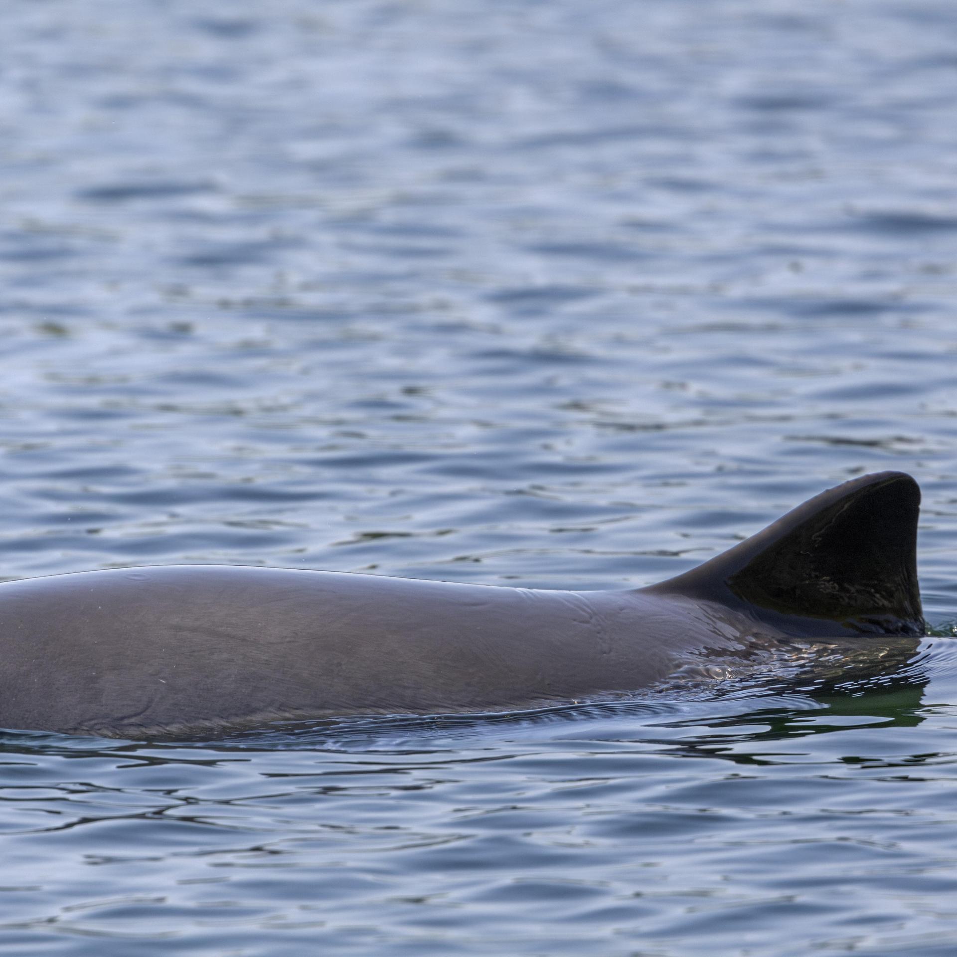 Ostsee - Der unsichtbare Tod für Schweinswale