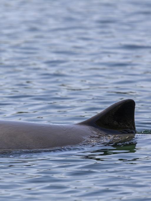 Die Finne und das Blasloch eines Schweinswals ragen aus dem Wasser