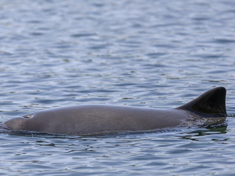 Die Finne und das Blasloch eines Schweinswals ragen aus dem Wasser