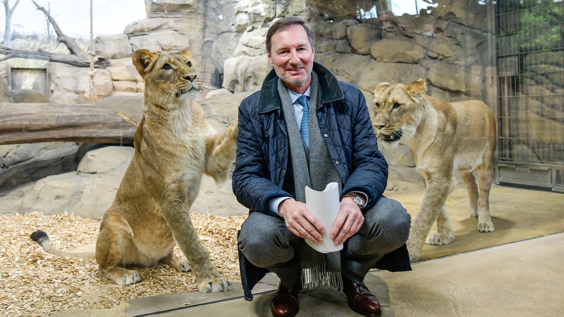 Zoodirektor Andreas Knieriem (hockend) bei der Vorstellung des neuen Raubtiergeheges im Zoologischen Garten in Berlin. Hinter ihm und einer Scheibe posieren zwei Löwen 