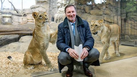 Zoodirektor Andreas Knieriem (hockend) bei der Vorstellung des neuen Raubtiergeheges im Zoologischen Garten in Berlin. Hinter ihm und einer Scheibe posieren zwei Löwen Zoodirektor Andreas Knieriem (hockend) bei der Vorstellung des neuen Raubtiergeheges im Zoologischen Garten in Berlin. Hinter ihm und einer Scheibe posieren zwei Löwen
