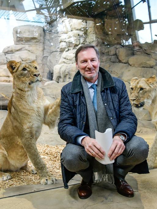 Zoodirektor Andreas Knieriem (hockend) bei der Vorstellung des neuen Raubtiergeheges im Zoologischen Garten in Berlin. Hinter ihm und einer Scheibe posieren zwei Löwen 