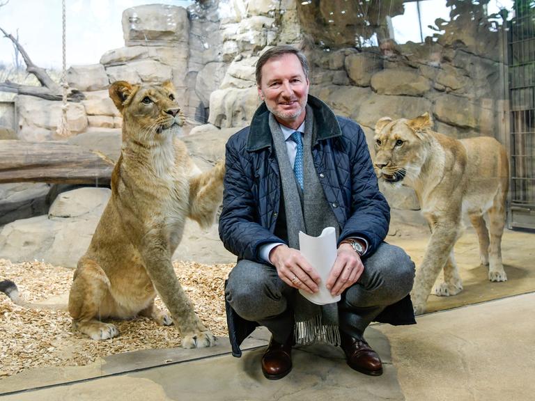 Zoodirektor Andreas Knieriem (hockend) bei der Vorstellung des neuen Raubtiergeheges im Zoologischen Garten in Berlin. Hinter ihm und einer Scheibe posieren zwei Löwen 