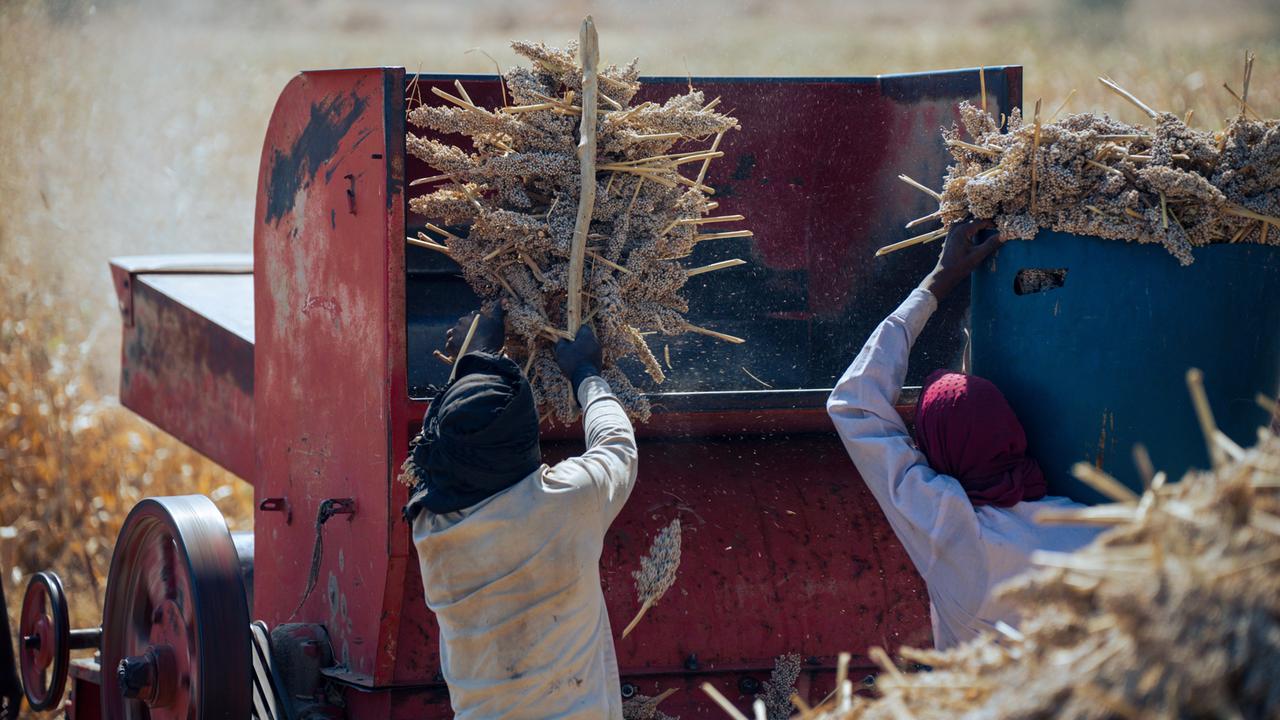 Zwei Bauern im Sudan ernten Sorghumhirse