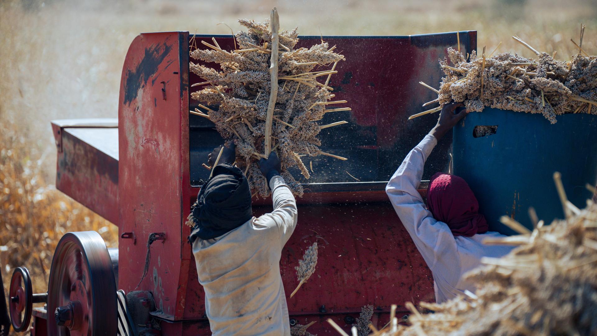 Zwei Bauern im Sudan ernten Sorghumhirse