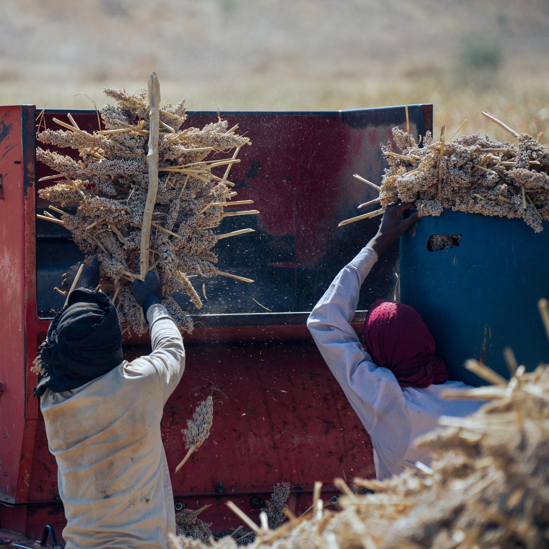 Zwei Bauern im Sudan ernten Sorghumhirse