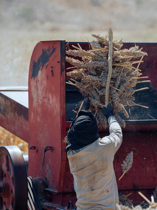 Zwei Bauern im Sudan ernten Sorghumhirse