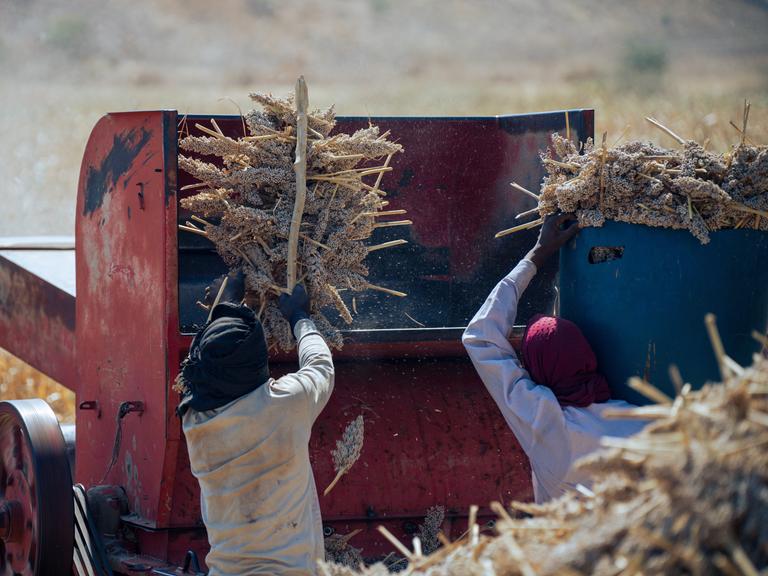 Zwei Bauern im Sudan ernten Sorghumhirse