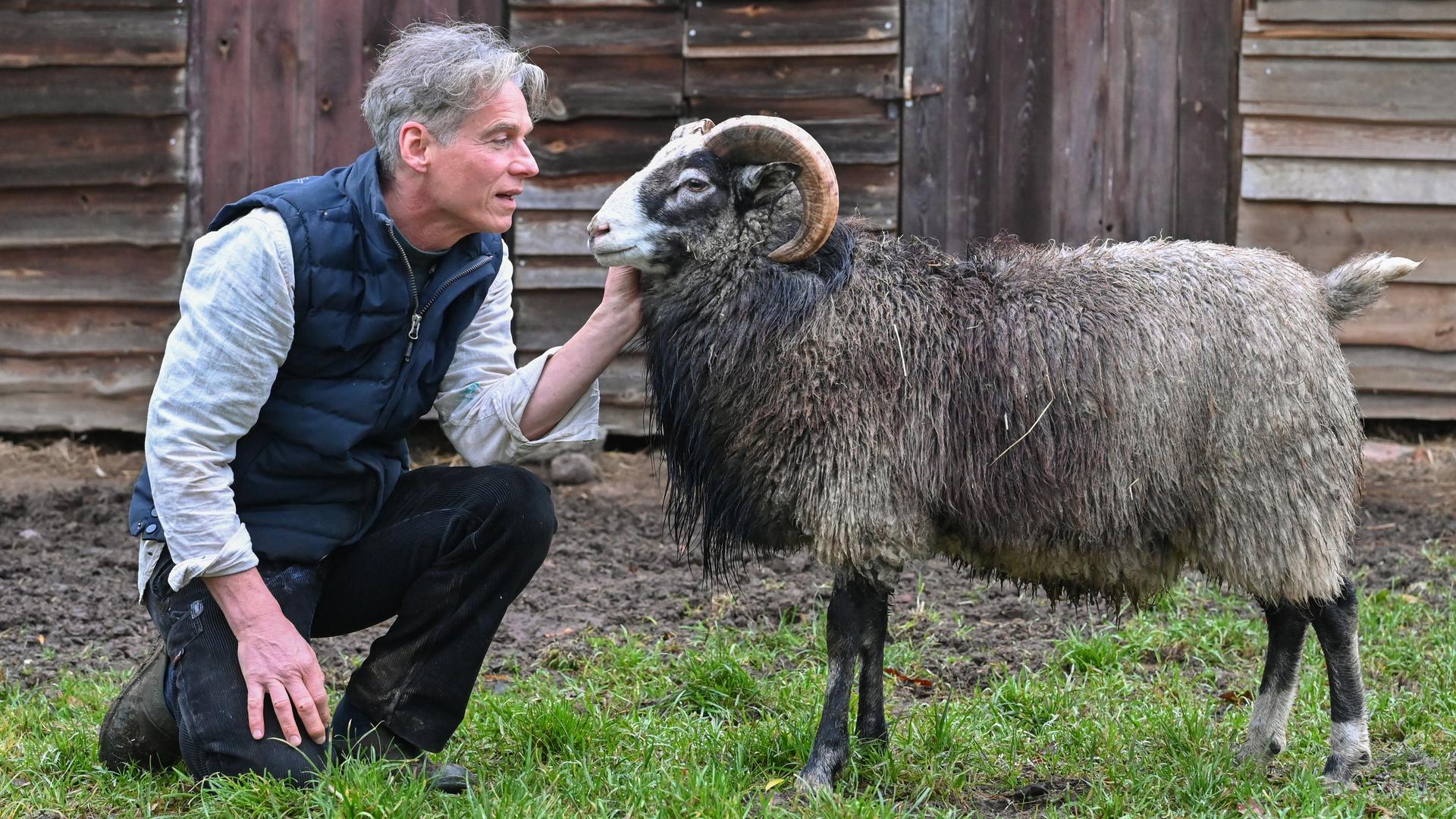 Holger Siemann, Bauer, Schriftsteller und Hörspielautor, hockt in seinem Garten in der Uckermark vor einem Gotlandschaf. Holger Siemann, Bauer, Schriftsteller und Hörspielautor, hockt in seinem Garten in der Uckermark vor einem Gotlandschaf.