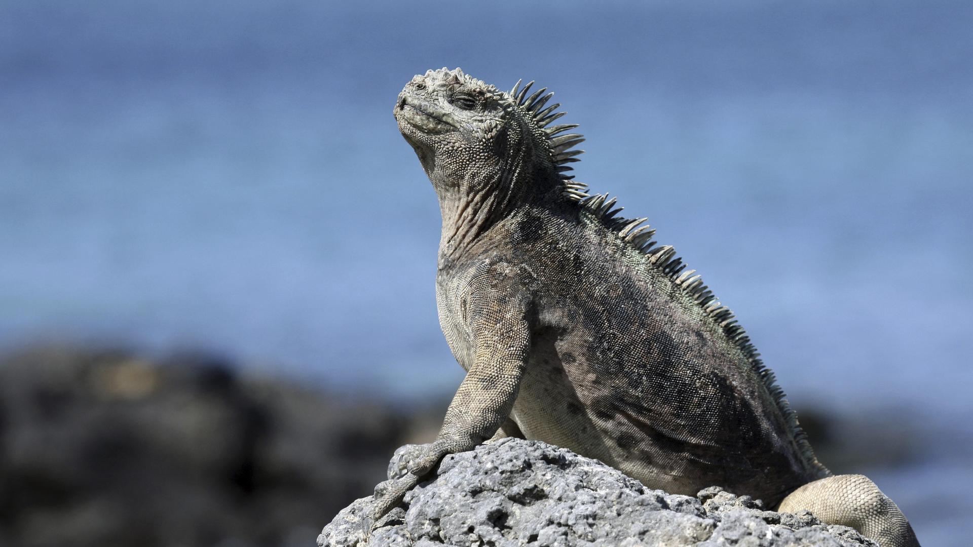 Eine Meerechse auf einem Felsen am Meer. Die Echse ist dunkel-grau und sieht aus wie ein kleiner Drache. Eine Meerechse auf einem Felsen am Meer. Die Echse ist dunkel-grau und sieht aus wie ein kleiner Drache.