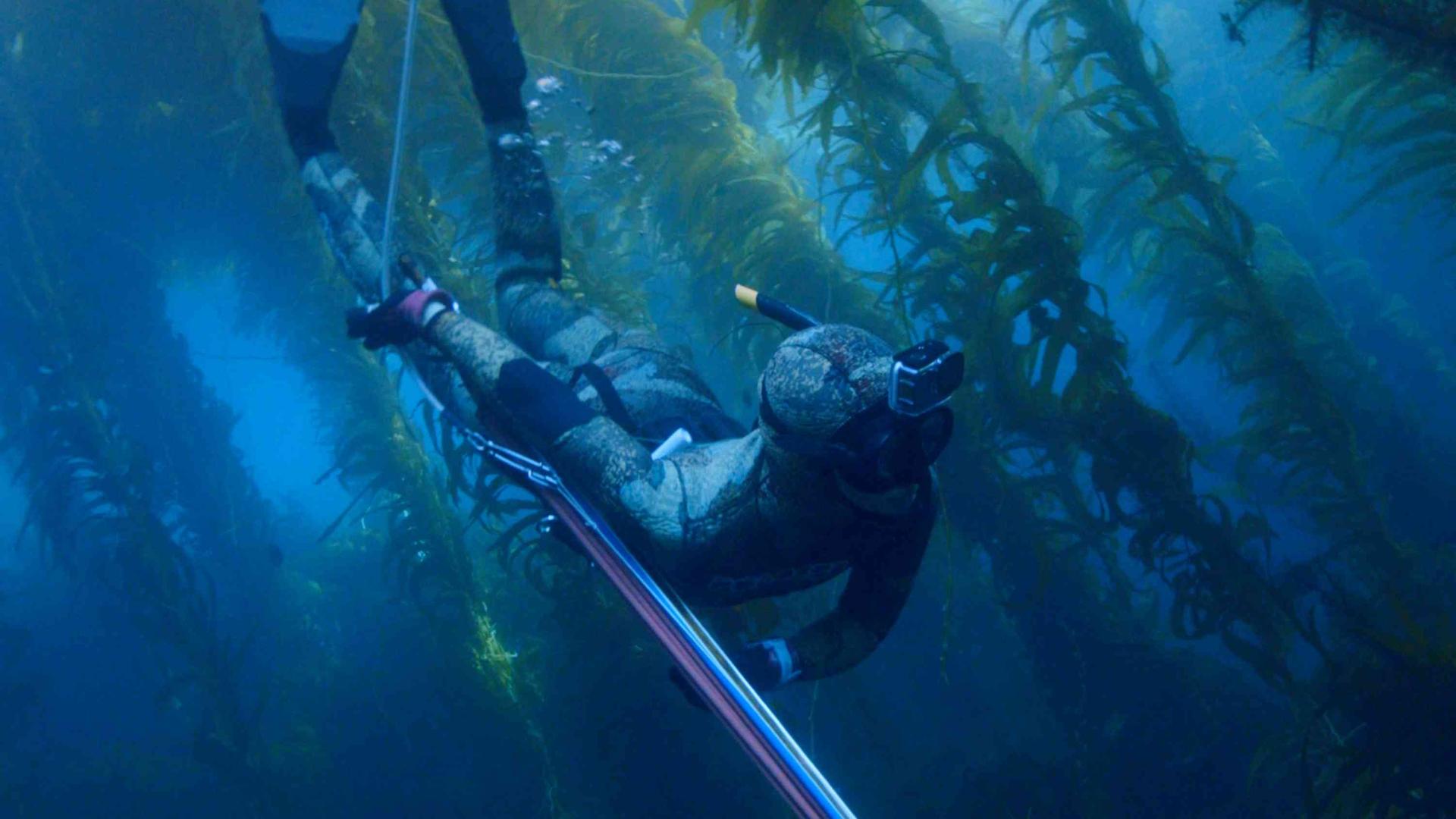 Unterwasseraufnahme von Mitsuki Hara mit Harpune beim Speerfischen im Meer