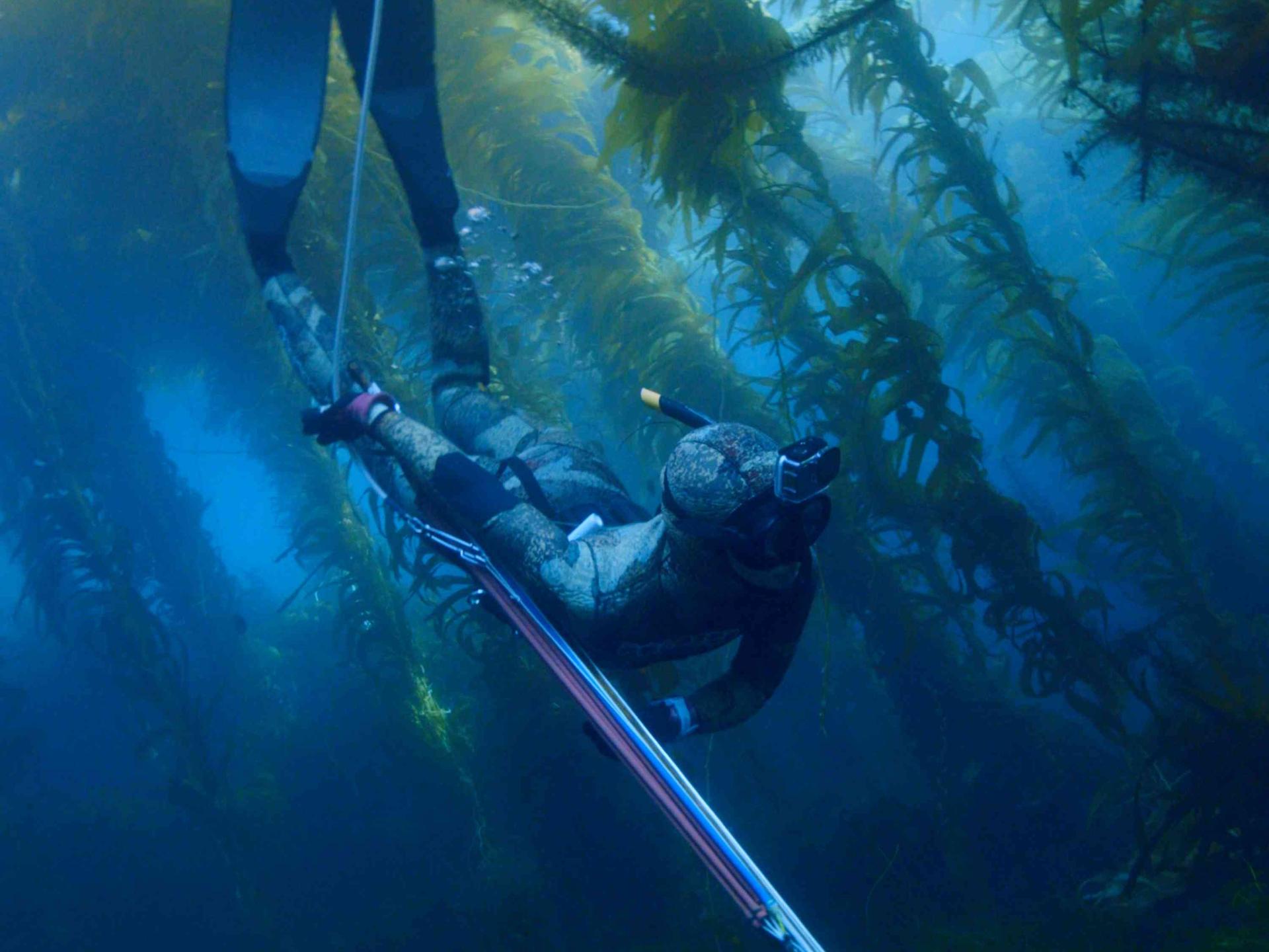 Unterwasseraufnahme von Mitsuki Hara mit Harpune beim Speerfischen im Meer