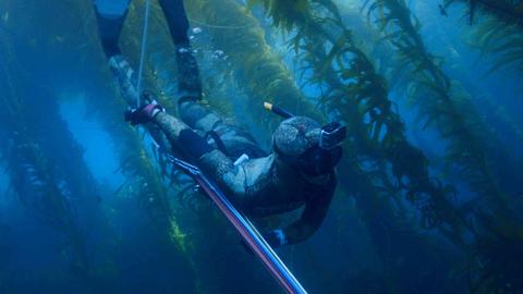 Unterwasseraufnahme von Mitsuki Hara mit Harpune beim Speerfischen im Meer