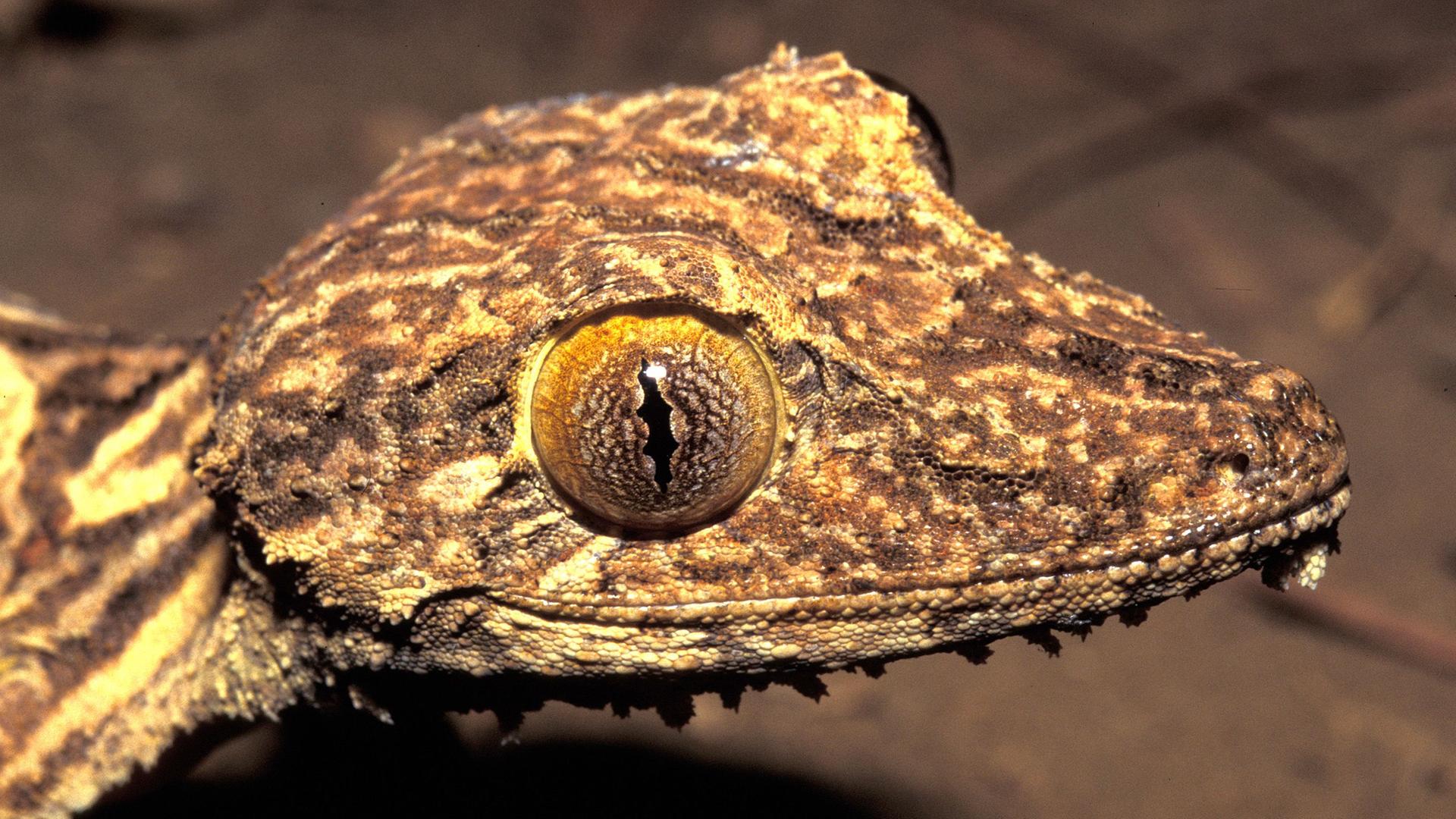 Kopfportrait eines Blattschwanzgeckos aus Madagaskar