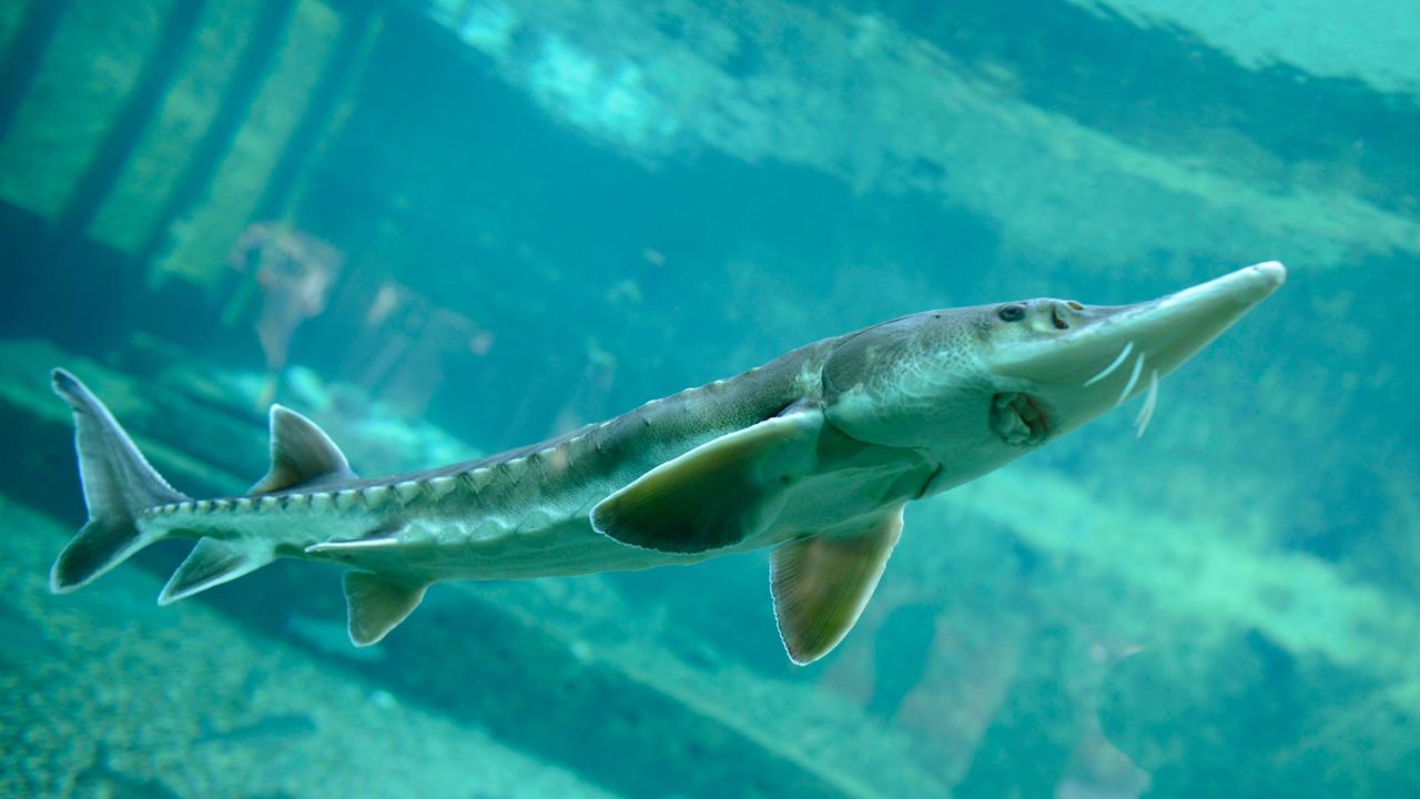 Bundesamt für Naturschutz - Bestand an Süßwasserfischen hat sich ...