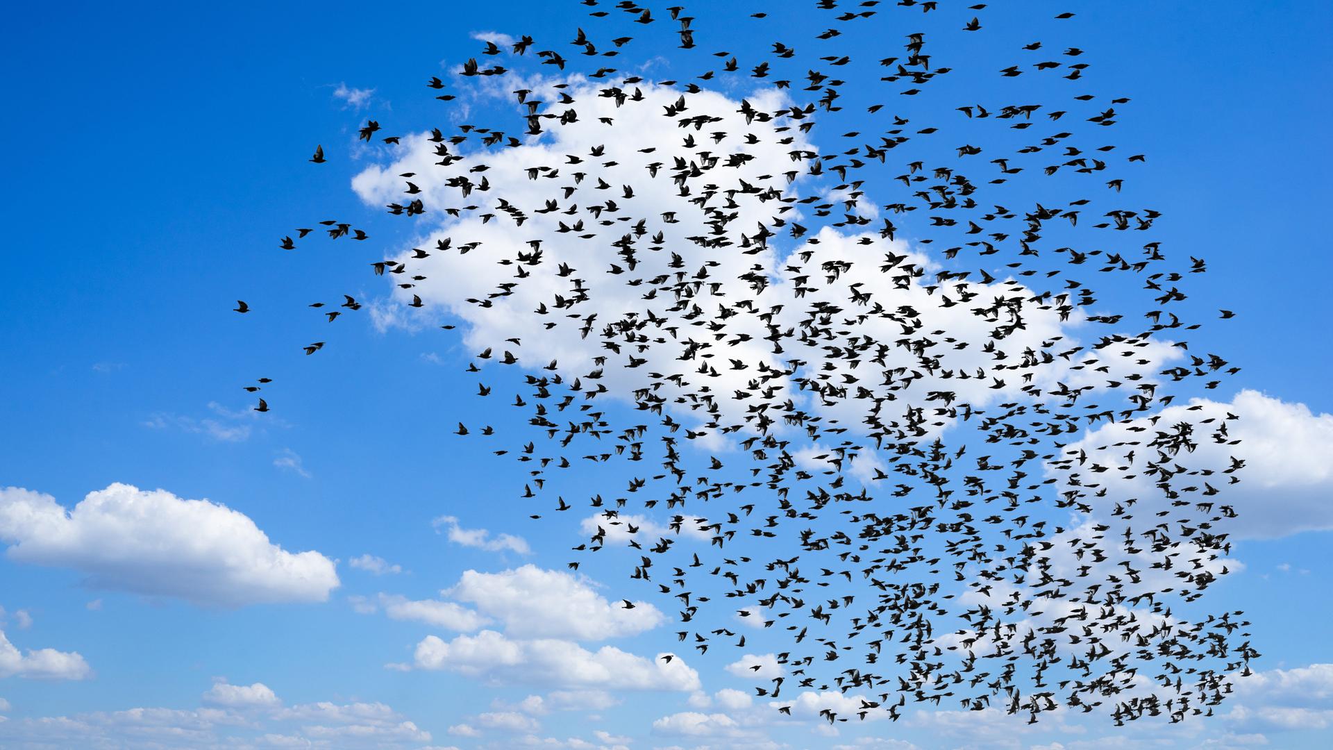 Zugvögel - riesiger Starenschwarm in Herbst fliegt vor blauem Himmel.