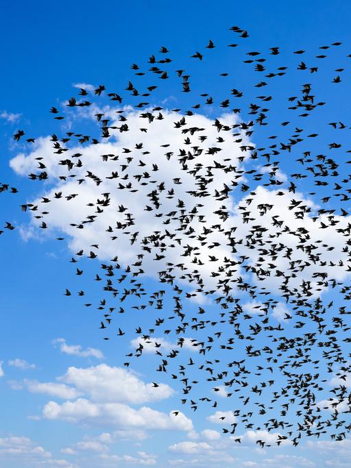 Zugvögel - riesiger Starenschwarm in Herbst fliegt vor blauem Himmel.