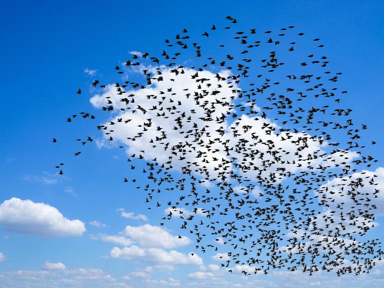 Zugvögel - riesiger Starenschwarm in Herbst fliegt vor blauem Himmel.