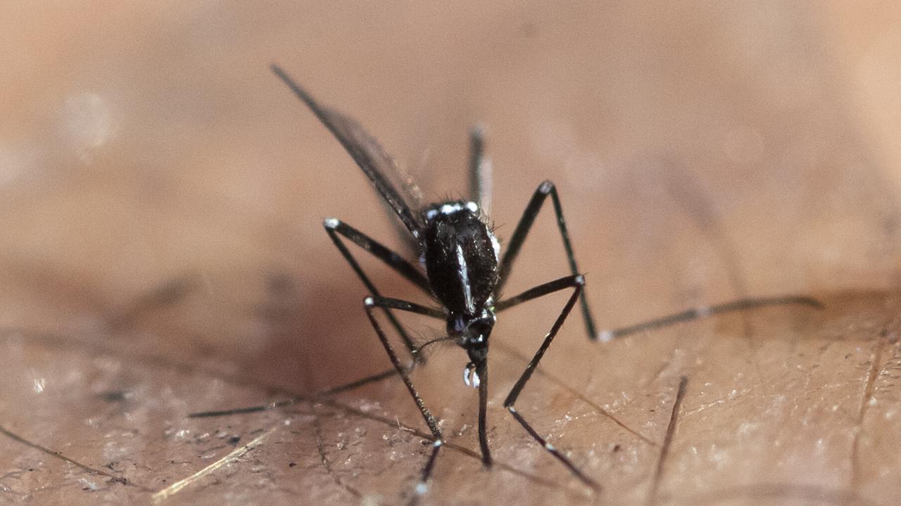 Nahaufnahme einer toten Asiatischen Tigermücke. Sie ist schwarz-weiß gestreift. 