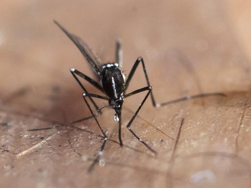 Nahaufnahme einer toten Asiatischen Tigermücke. Sie ist schwarz-weiß gestreift. 