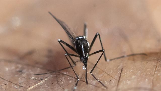 Nahaufnahme einer toten Asiatischen Tigermücke. Sie ist schwarz-weiß gestreift. 