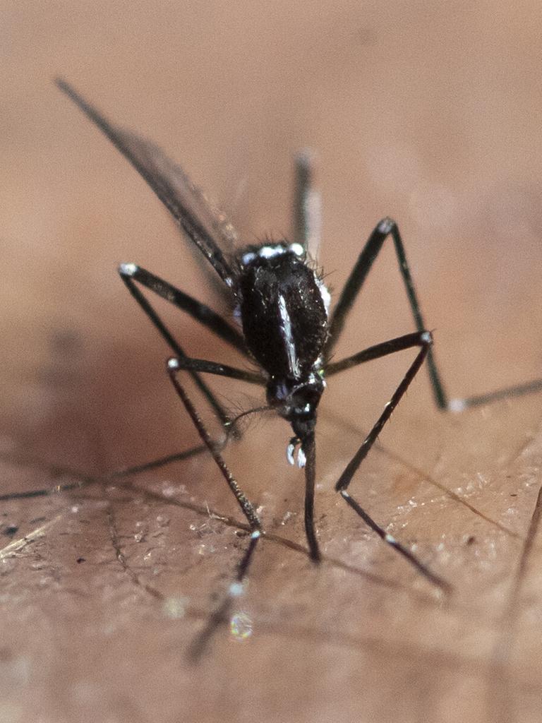 Nahaufnahme einer toten Asiatischen Tigermücke. Sie ist schwarz-weiß gestreift. 