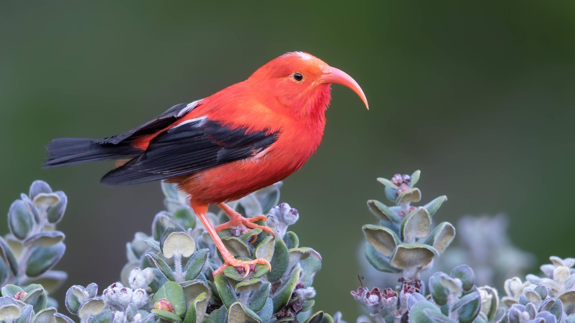 Ein Kleidervogel sitzt in Hawaii auf einem Busch.