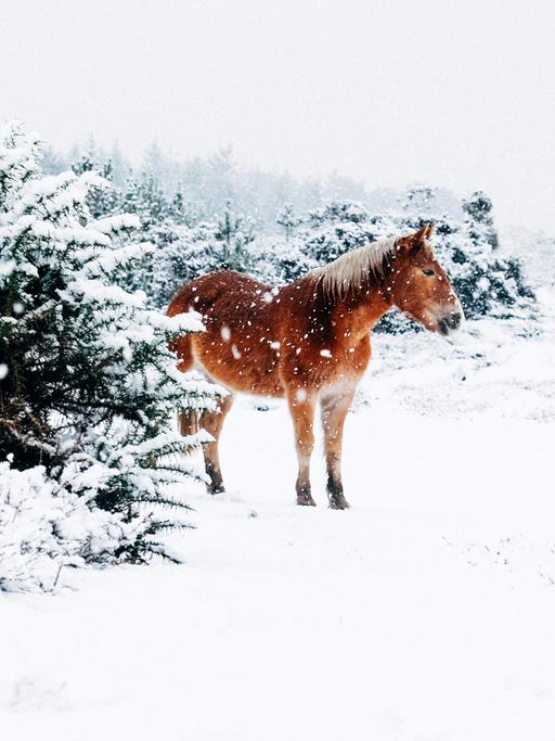 Ein braunes Pferd steht in einer weißen Winterlandschaft.