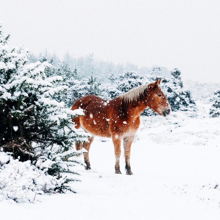 Ein braunes Pferd steht in einer weißen Winterlandschaft.