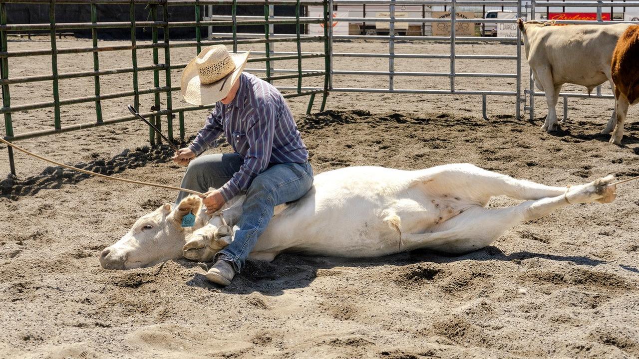 Ein Mann mit Cowboyhut sitzt rittlings auf dem Hals eines hellen Rindes.