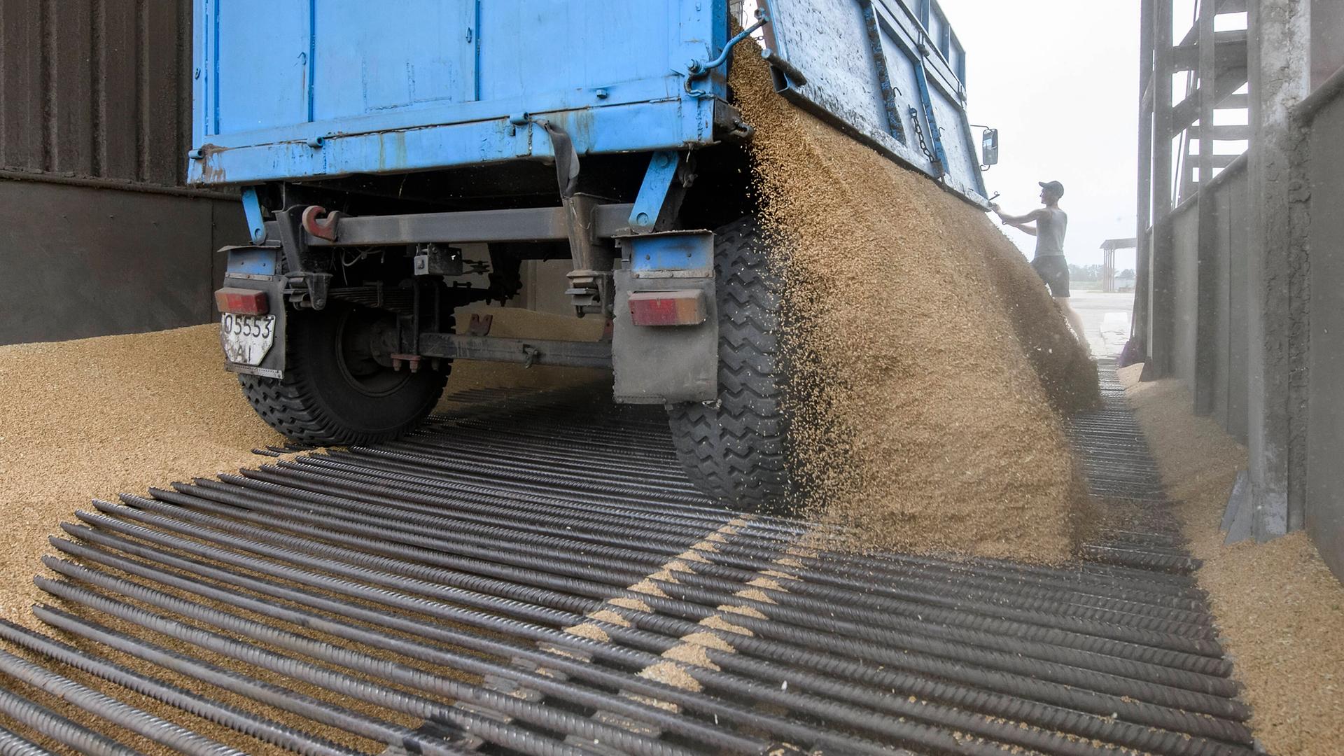 Frisch geernteter Weizen wird in der Nähe von Shuriwka in der Ukraine in einen Getreidespeicher geladen.