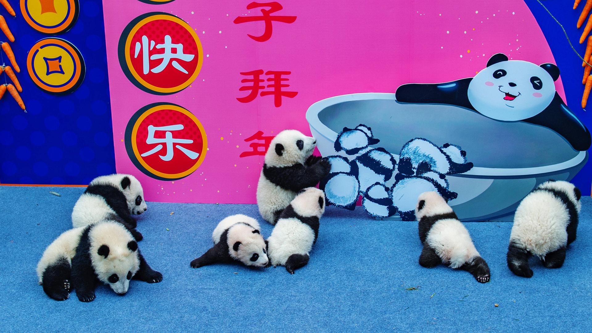 Kleine Panda-Jungtiere aus der "Chengdu Research Base of Giant Panda Breeding" werden zum Neujahr der Öffentlichkeit in der chinesischen Stadt Chengdu präsentiert, in der 20 Millionen Menschen leben. Kleine Panda-Jungtiere aus der "Chengdu Research Base of Giant Panda Breeding" werden zum Neujahr der Öffentlichkeit in der chinesischen Stadt Chengdu präsentiert, in der 20 Millionen Menschen leben.