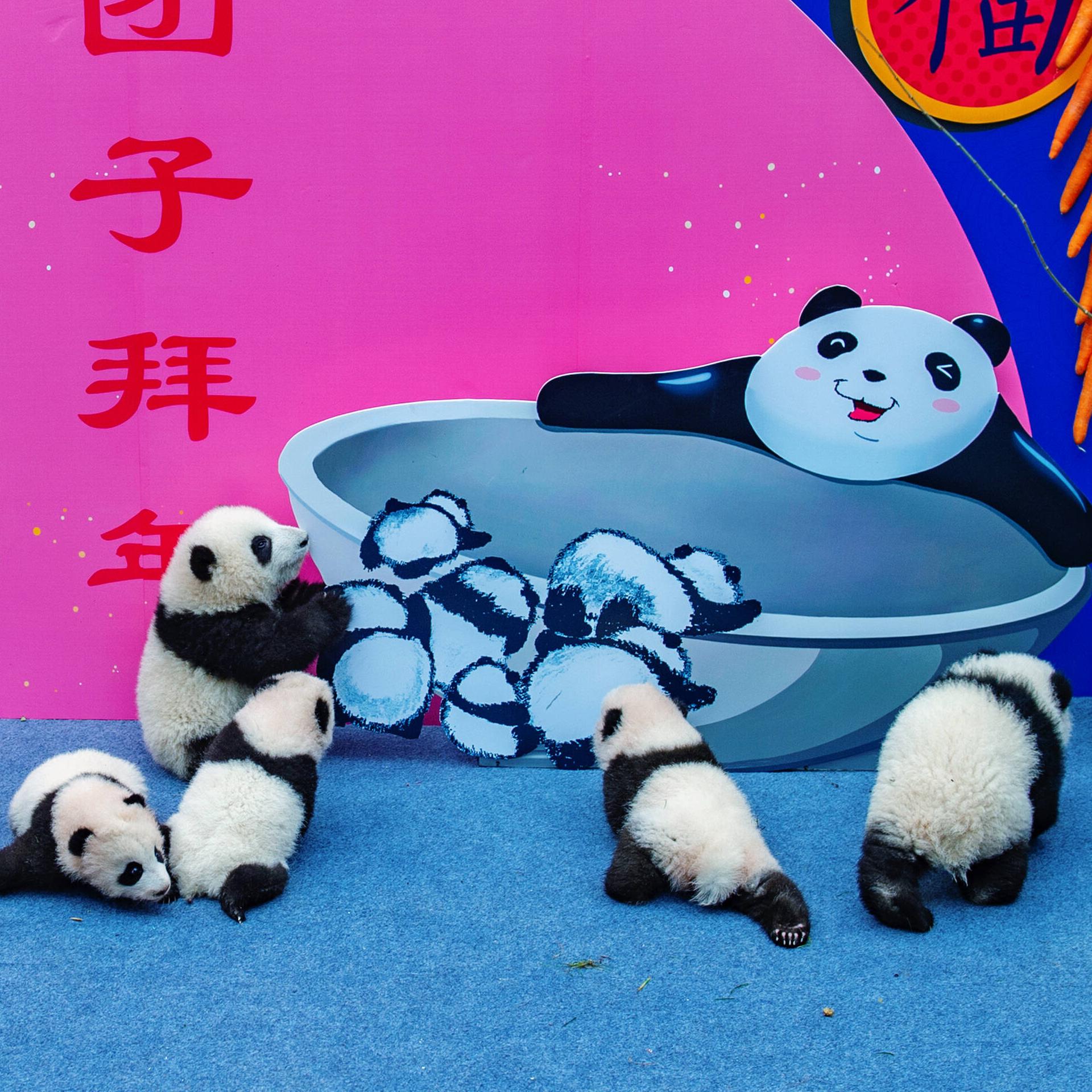 Weltstädte - Chengdu und das gemächliche Leben