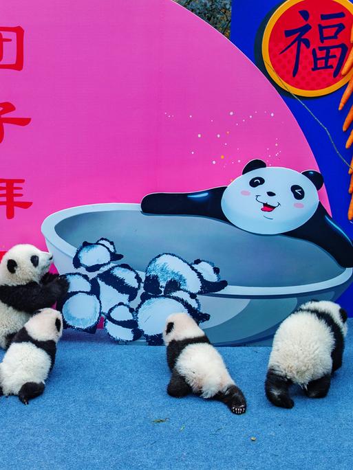 Kleine Panda-Jungtiere aus der "Chengdu Research Base of Giant Panda Breeding" werden zum Neujahr der Öffentlichkeit in der chinesischen Stadt Chengdu präsentiert, in der 20 Millionen Menschen leben. Kleine Panda-Jungtiere aus der "Chengdu Research Base of Giant Panda Breeding" werden zum Neujahr der Öffentlichkeit in der chinesischen Stadt Chengdu präsentiert, in der 20 Millionen Menschen leben.