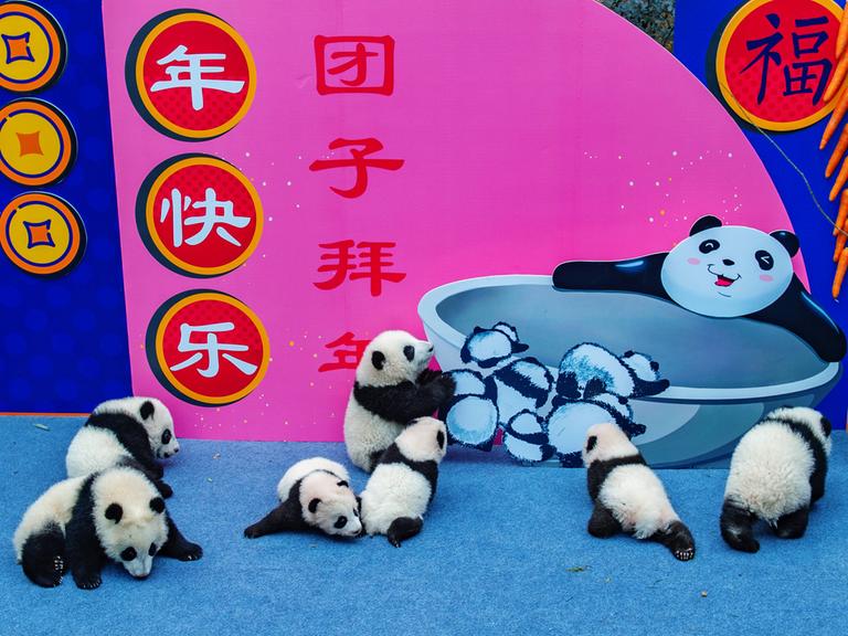 Kleine Panda-Jungtiere aus der "Chengdu Research Base of Giant Panda Breeding" werden zum Neujahr der Öffentlichkeit in der chinesischen Stadt Chengdu präsentiert, in der 20 Millionen Menschen leben. Kleine Panda-Jungtiere aus der "Chengdu Research Base of Giant Panda Breeding" werden zum Neujahr der Öffentlichkeit in der chinesischen Stadt Chengdu präsentiert, in der 20 Millionen Menschen leben.