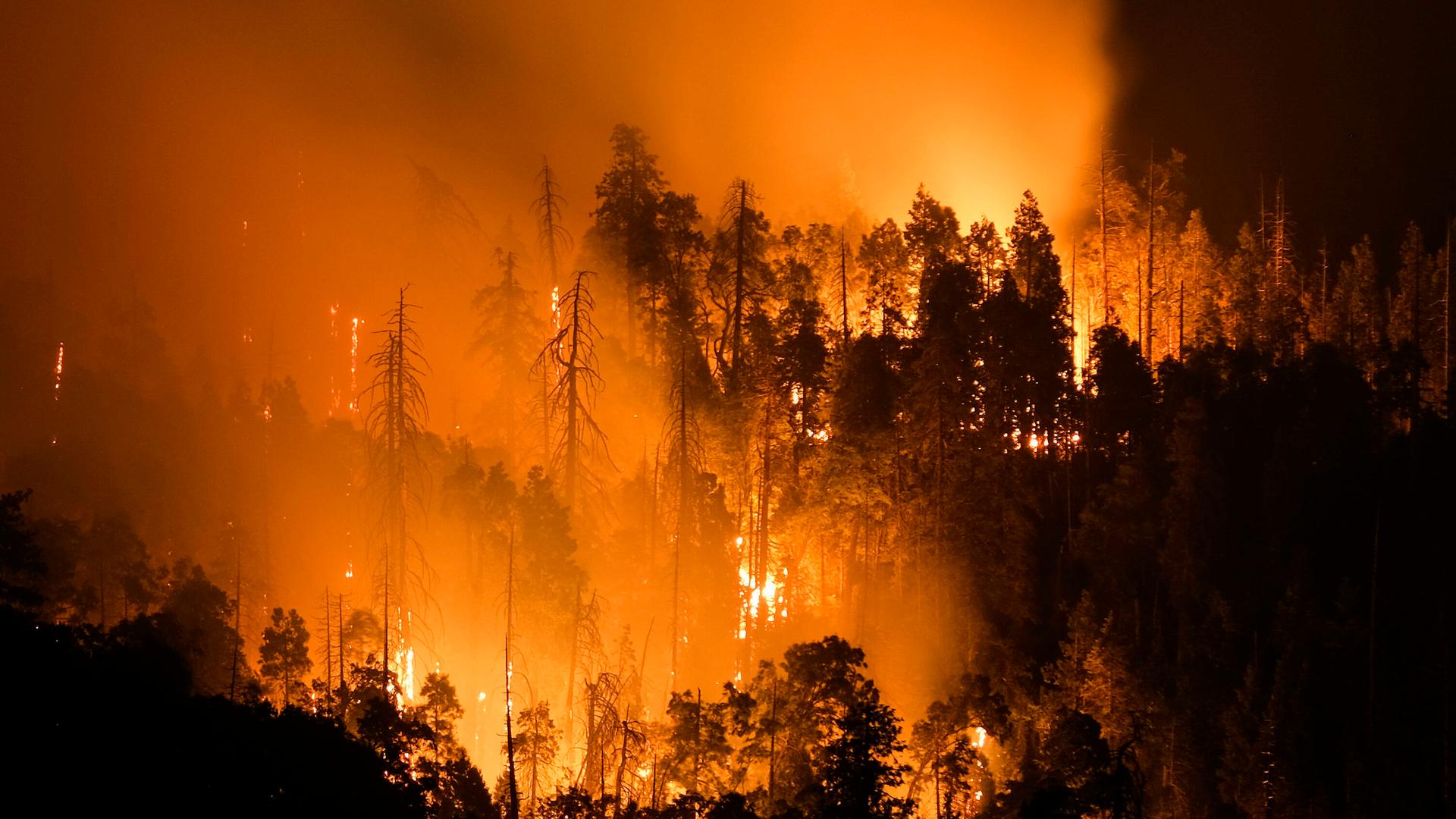 Ein Waldstück steht nachts in Flammen. Das Rot des Feuers setzt sich gegen das Schwarz der Bäume ab. Der Brand ist im US-Staat Kalifornien im August 2021 ausgebrochen. Ein Waldstück steht nachts in Flammen. Das Rot des Feuers setzt sich gegen das Schwarz der Bäume ab. Der Brand ist im US-Staat Kalifornien im August 2021 ausgebrochen.