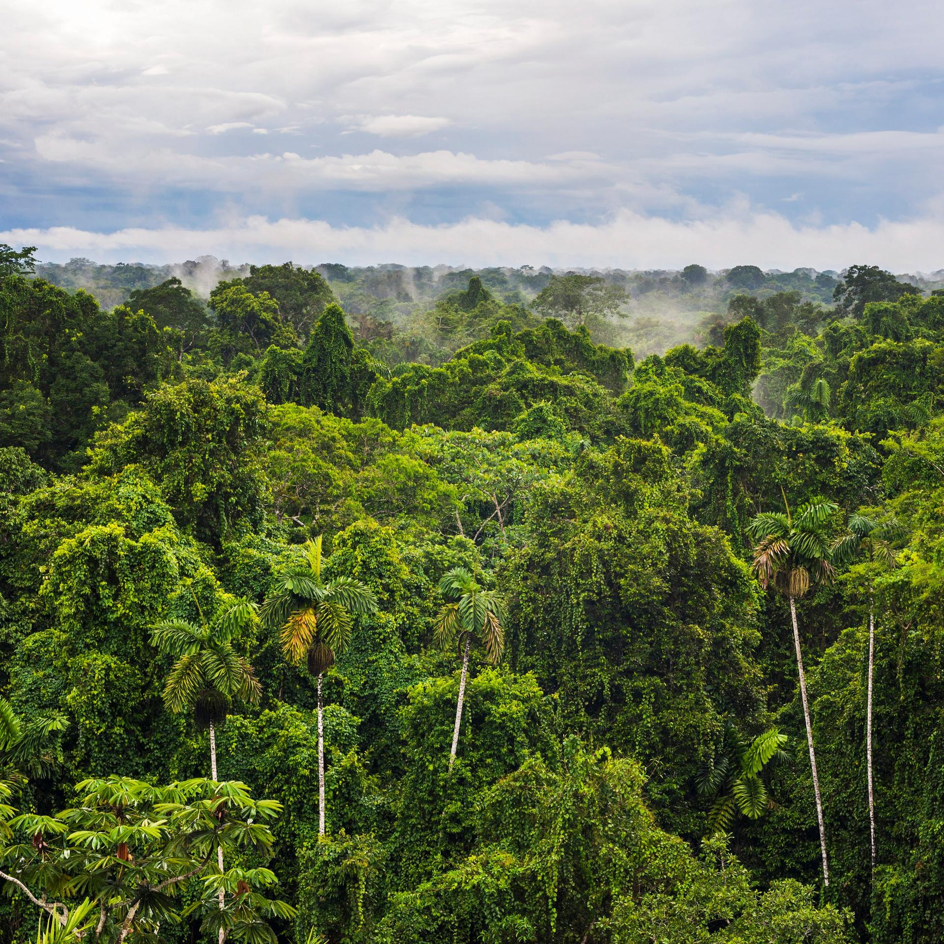 Studie aus Ecuador - Regenwälder regenerieren schneller als gedacht