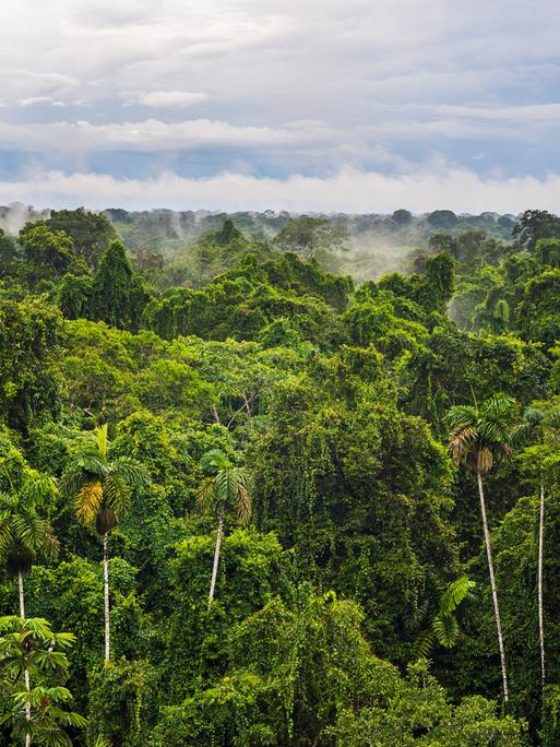 Blick von oben auf grüne Bäume des Regenwaldes in Ecuador, Dampf steigt in den blauen Himmel.