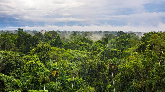 Blick von oben auf grüne Bäume im Regenwald in Ecuador, Dampf steigt in den blauen Himmel.