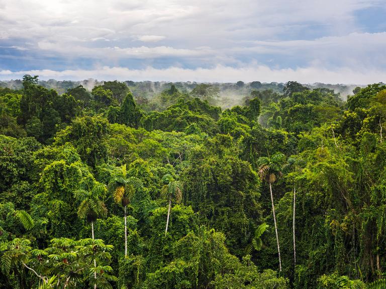 Blick von oben auf grüne Bäume des Regenwaldes in Ecuador, Dampf steigt in den blauen Himmel.